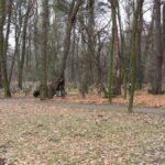 Obchody Święta Niepodległości (2007)