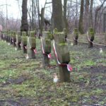 Obchody Święta Niepodległości (2007)