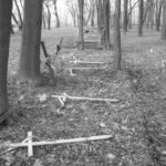 Obchody Święta Niepodległości (2007)